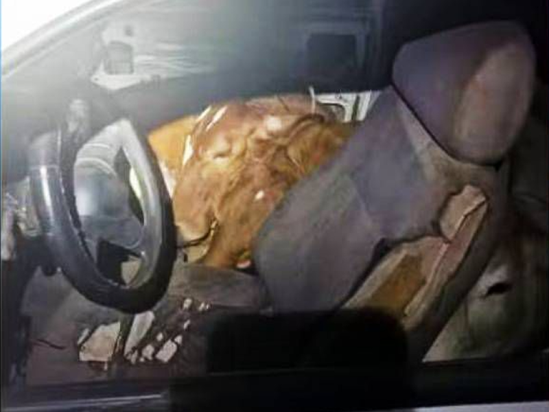 Quatro bois furtados são encontrados dentro de carro de passeio durante abordagem policial