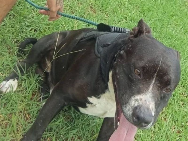 Família procura pitbull de pequeno porte desaparecido na Vila Progresso