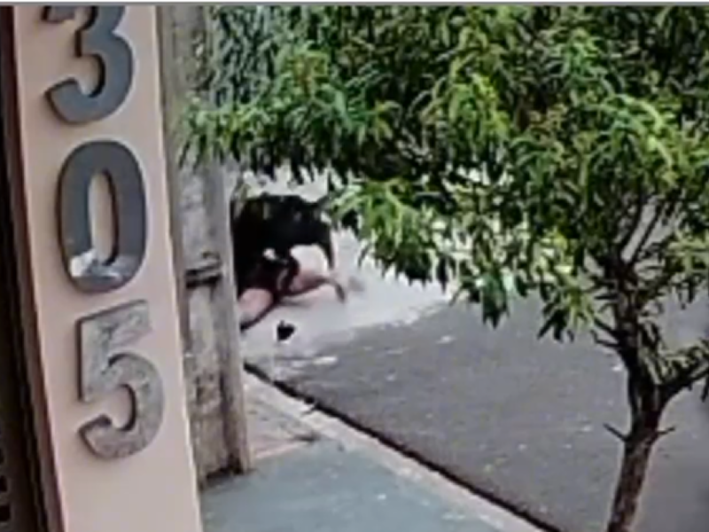 Menina de 5 anos é atacada por cão em Assis; imagens mostram momento de desespero