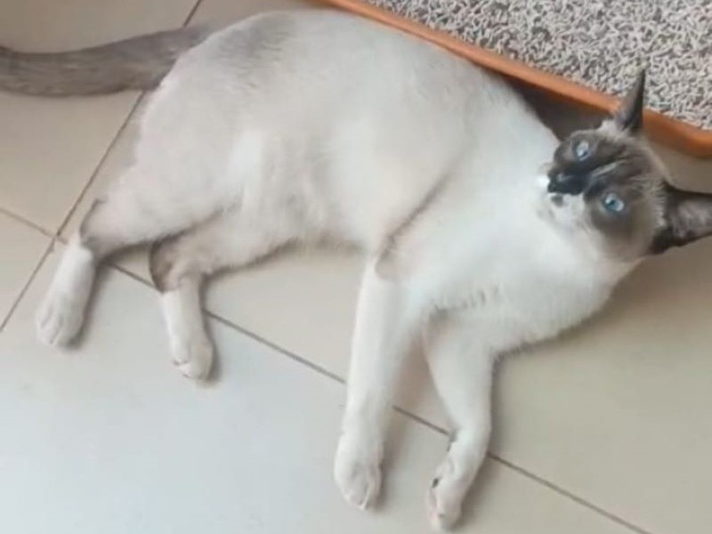 Família procura por gata desaparecida no Jardim Aeroporto e faz apelo à população