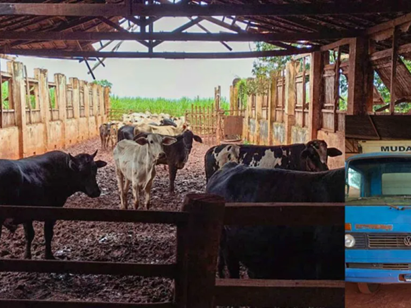 PM recupera 27 cabeças de gado furtadas e apreende caminhão adulterado em Palmital