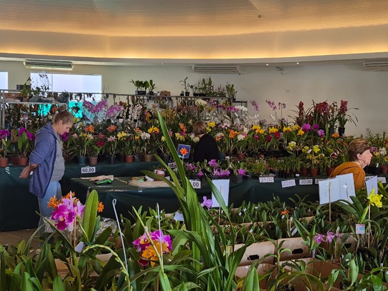 Exposição Nacional de Orquídeas atrai grande público neste sábado (4) em Assis