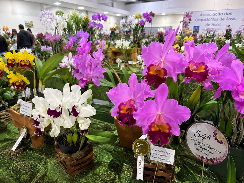 Assis recebe a 54ª Exposição Nacional de Orquídeas entre 3 e 5 de julho